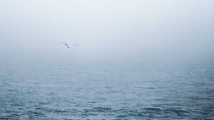 A foggy view of the ocean, with one seagull flying in the air above.