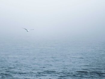 A foggy view of the ocean, with one seagull flying in the air above.